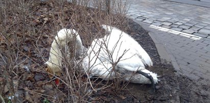 Potrącił, ciągnął kilkaset metrów i zostawił na śmierć. Szukają świadków