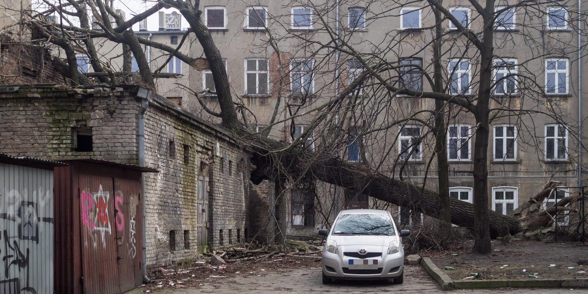 Drzewo przy ulicy Rewolucji 1905 roku w Łodzi leży od sierpnia ubiegłego roku