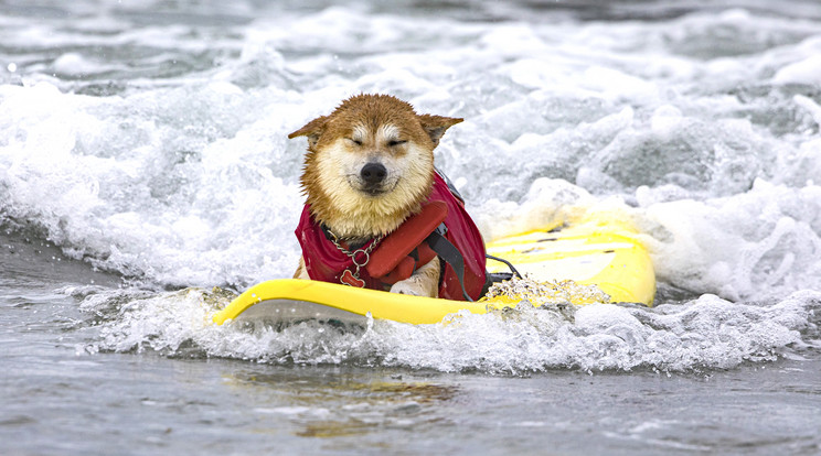 A világ legjobb szörfkutyái megmutattatták  tudásukat, a kaliforniai Del Marban/ Fotó: Getty Images