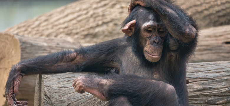 Tajniki ewolucji i nadęty antropocentryzm. "Są dwie spektakularne różnice między ludźmi i małpami"