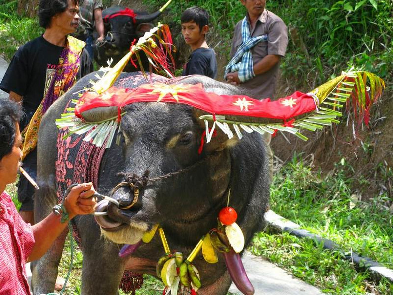 Sulawesi. Jeden z przeznaczonych na rzeź bawołów.