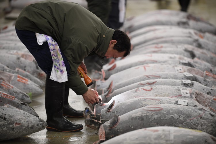 W 2013 roku ten sam nabywca zapłacił rekordową wówczas sumę 1,1 mln jenów za niewiele większy okaz tuńczyka. Cena ryby w ciągu ostatnich dwunastu miesięcy spadła, ze względu na dość obfite połowy. Niepokoją one ekologów, według których tuńczyk błękitnopłetwy to gatunek zagrożony wyginięciem.