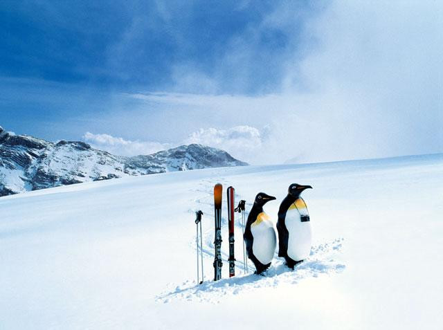 Galeria Joe &amp; Sally - podróżujące pingwiny, obrazek 9