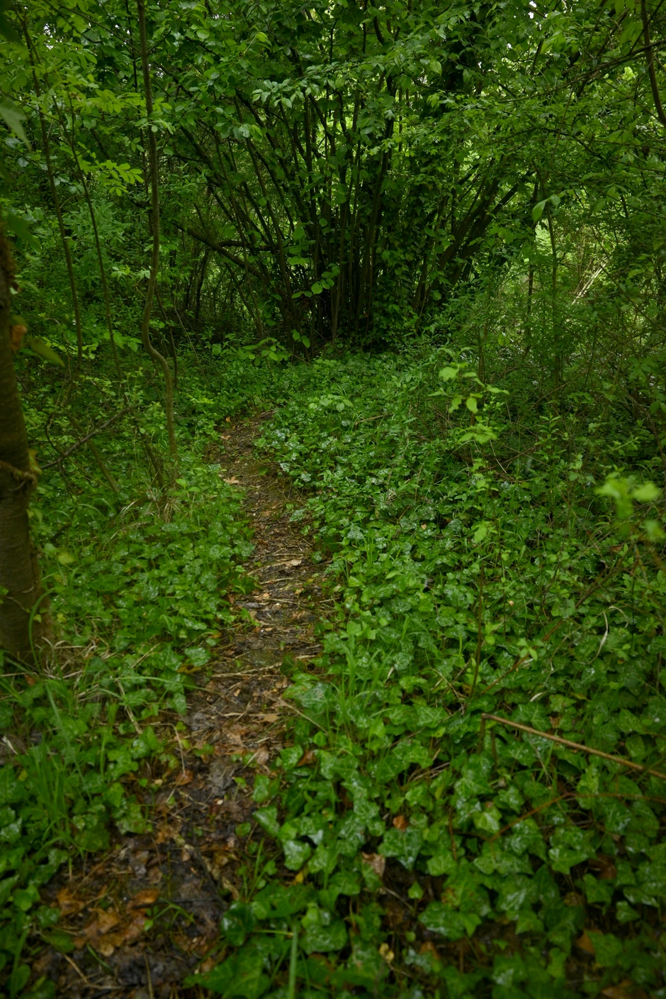 Utabani delovi šume
