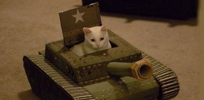 Koty się zbroją! Idą na wojnę?