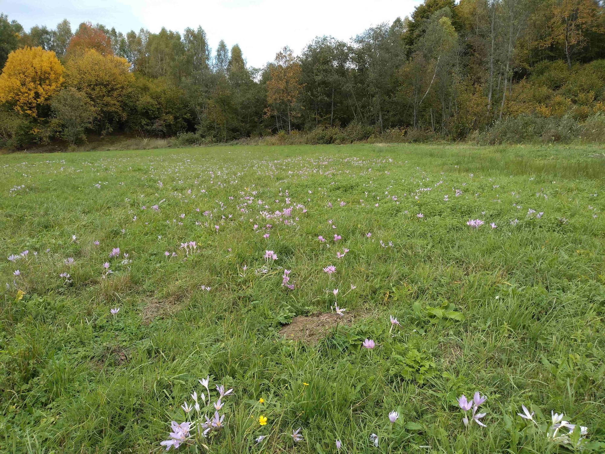 Jesienka obyčajná (Colchicum autumnale).