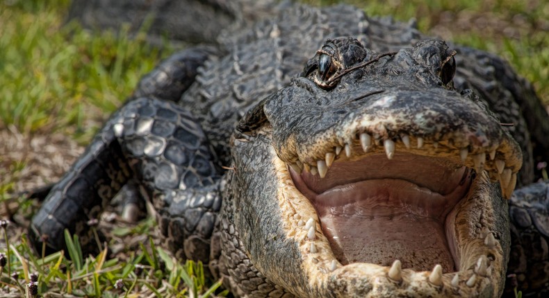 Alligators don't dine on humans, but if you enter their territory you might be in trouble.lathuric / Getty Images