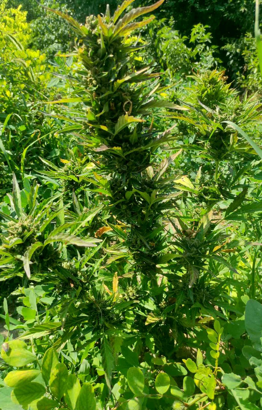 Zasad marihuane u Rumi