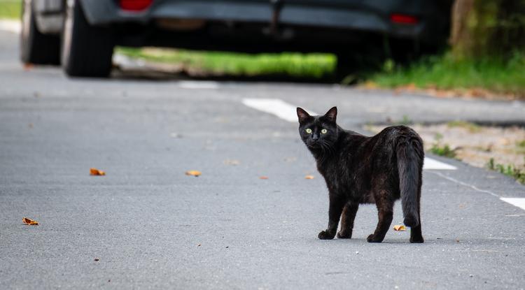 Tucatnál is több cica várja a pesti állatvédőket Illusztráció, Fotó: Getty Images