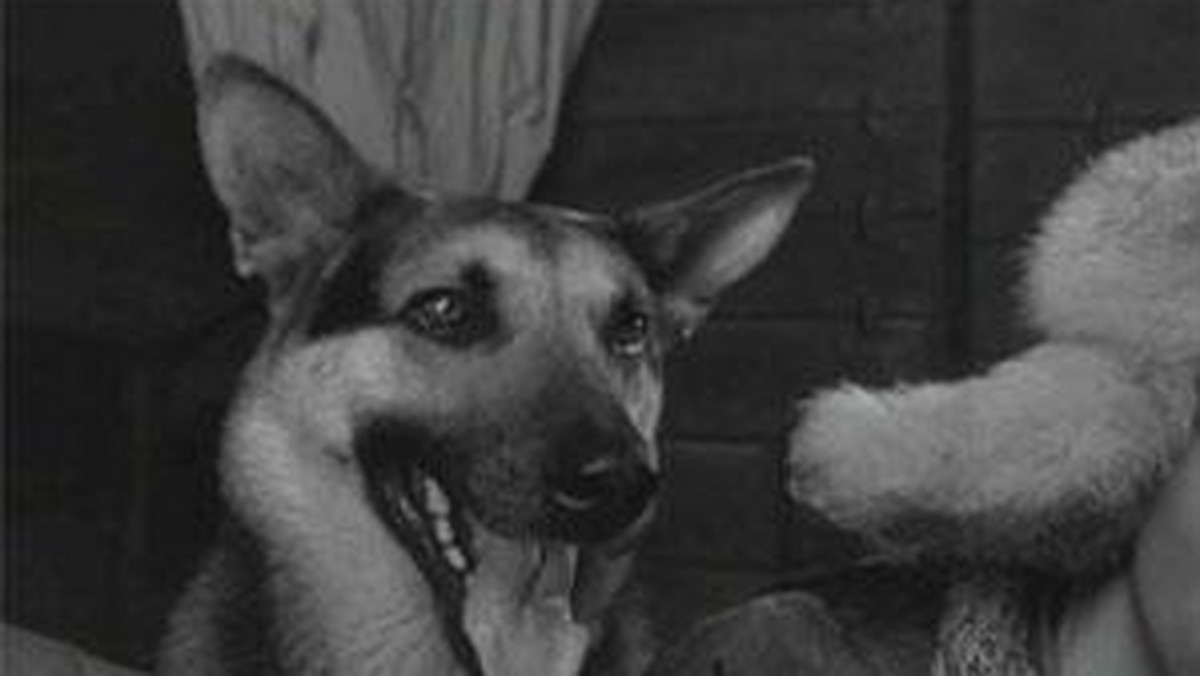 Kiedy 25 września 1966 r. kina pokazały pierwszy odcinek serialu "Czterej pancerni i pies", nikomu się nie śniło, że będzie on budził emocje po 40