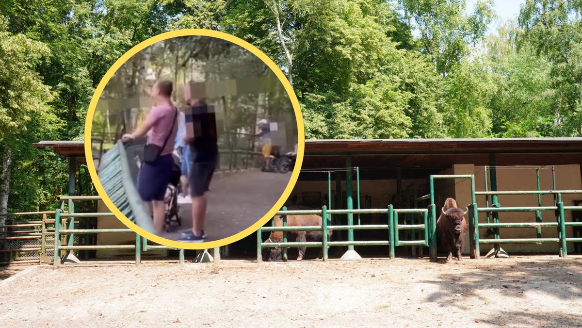 Rzucali kamieniami w zwierzęta w poznańskim zoo. Tak się tłumaczyli [WIDEO]