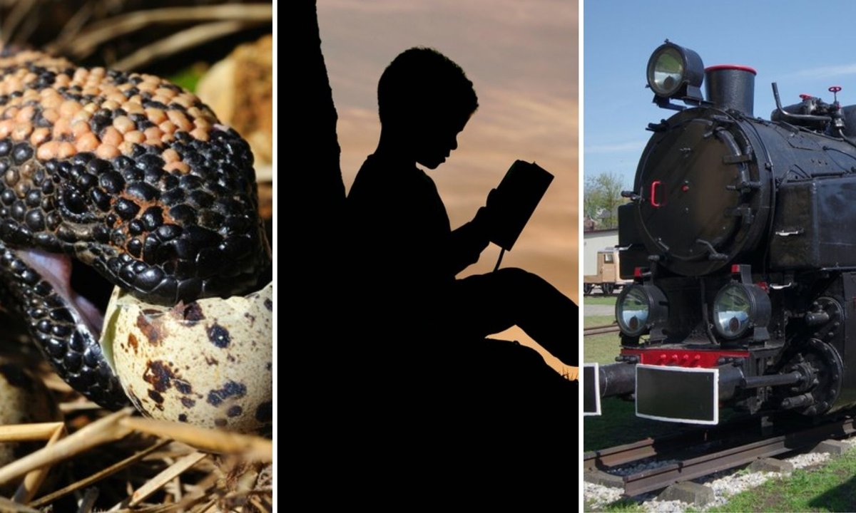 Trudny quiz ortograficzny. Znaczenia niektórych słów choćby nie zrozumiesz