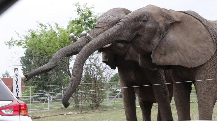 A Safari Park Szada elefántjai közül kettő, a májusi megnyitáskor / Fotó: Grnák László