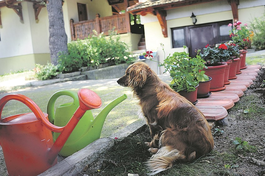 Jedan pas i jedan mačak