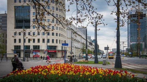 Warszawa: w ciągu dwóch lat posadzono blisko milion tulipanów. Teraz kwitną