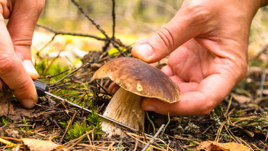 W warmińsko-mazurskich lasach wreszcie pojawiły się grzyby