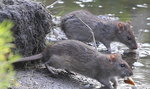 Szczury grasują w parku Arkadia