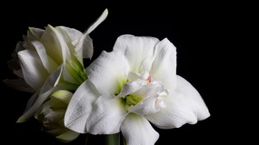 Amarylis to zjawiskowy kwiat bożonarodzeniowy. Kiedy sadzić cebulę Hippeastrum? Już w listopadzie