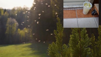 Skuteczny sposób na odstraszenie komarów. Włosi stosują ten trik od lat