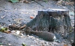 Niedźwiedzica w poznańskim zoo znalazła pocisk moździerzowy. Konieczna była akcja saperów