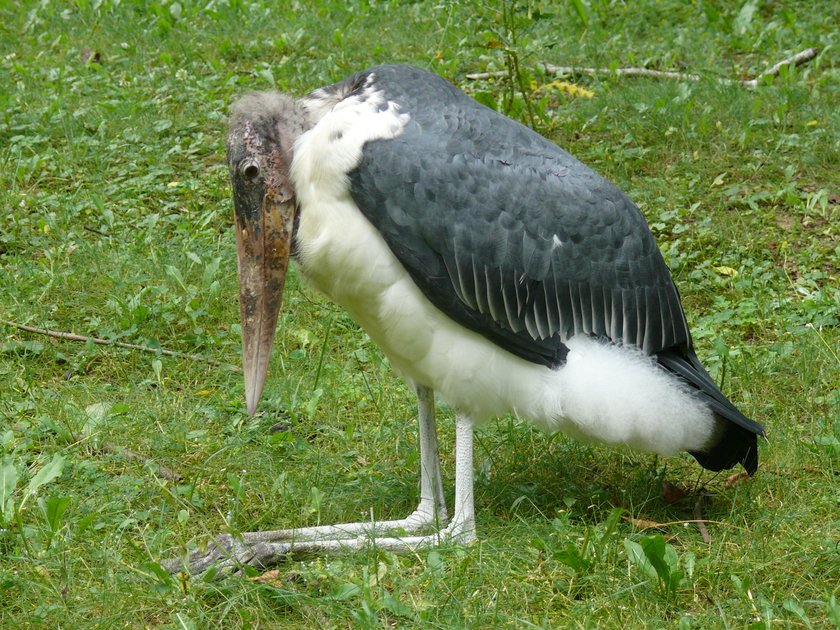 Romantyczna historia marabutów z ZOO w Poznaniu