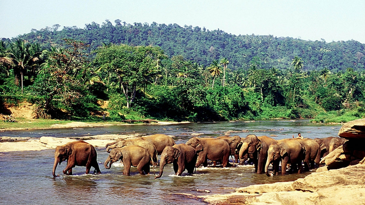 Tysiące przedstawicieli służb leśnych i ochotników prowadzi od czwartku pierwszy spis słoni w parku narodowym Minneriya, w północnej Sri Lance.