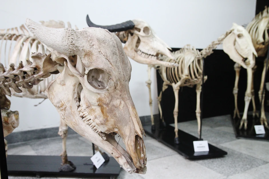 Životinjske lobanje i kosturi