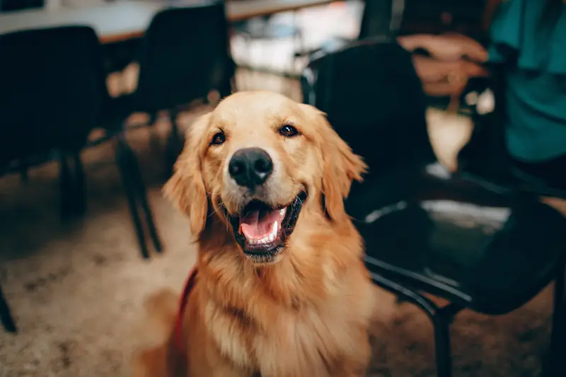 Golden Retreiver / Helena Lopes Pexels