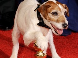 Uggie, psi gwiazdor "Artysty" nie żyje