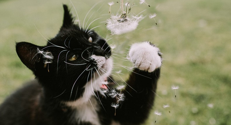 Seeds and other plant materials can get trapped in your cat's nose and cause sneezing.Catherine Falls Commercial/Getty Images