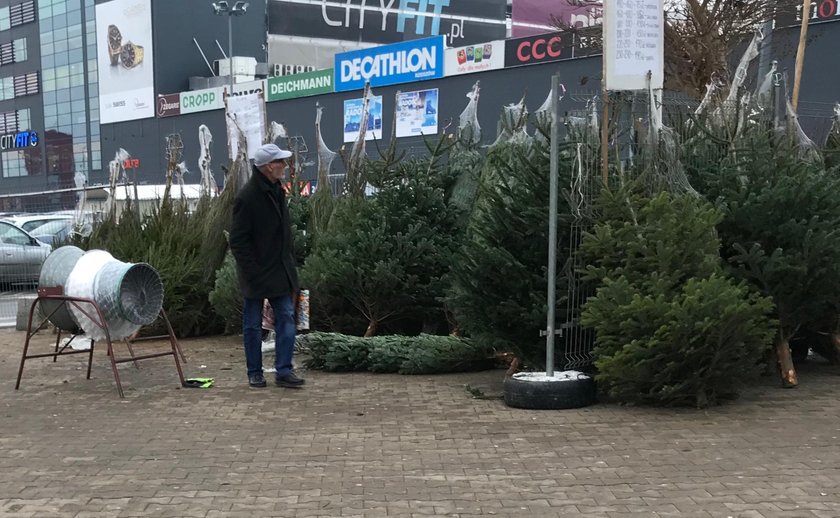 Wybór choinek jest ogromny