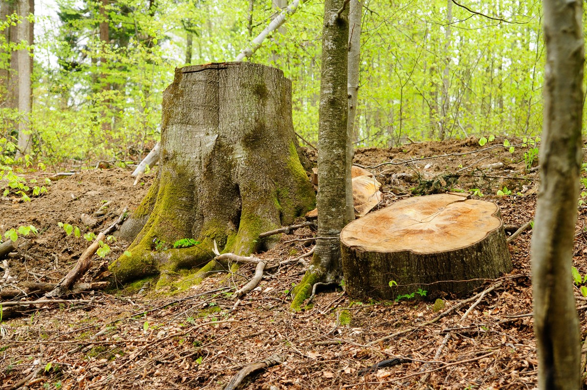 Sprawą kluczową powinno być zróżnicowanie gospodarki leśnej