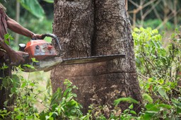 Nielegalny wyrąb drzew: Cena za wycinkę może być wysoka