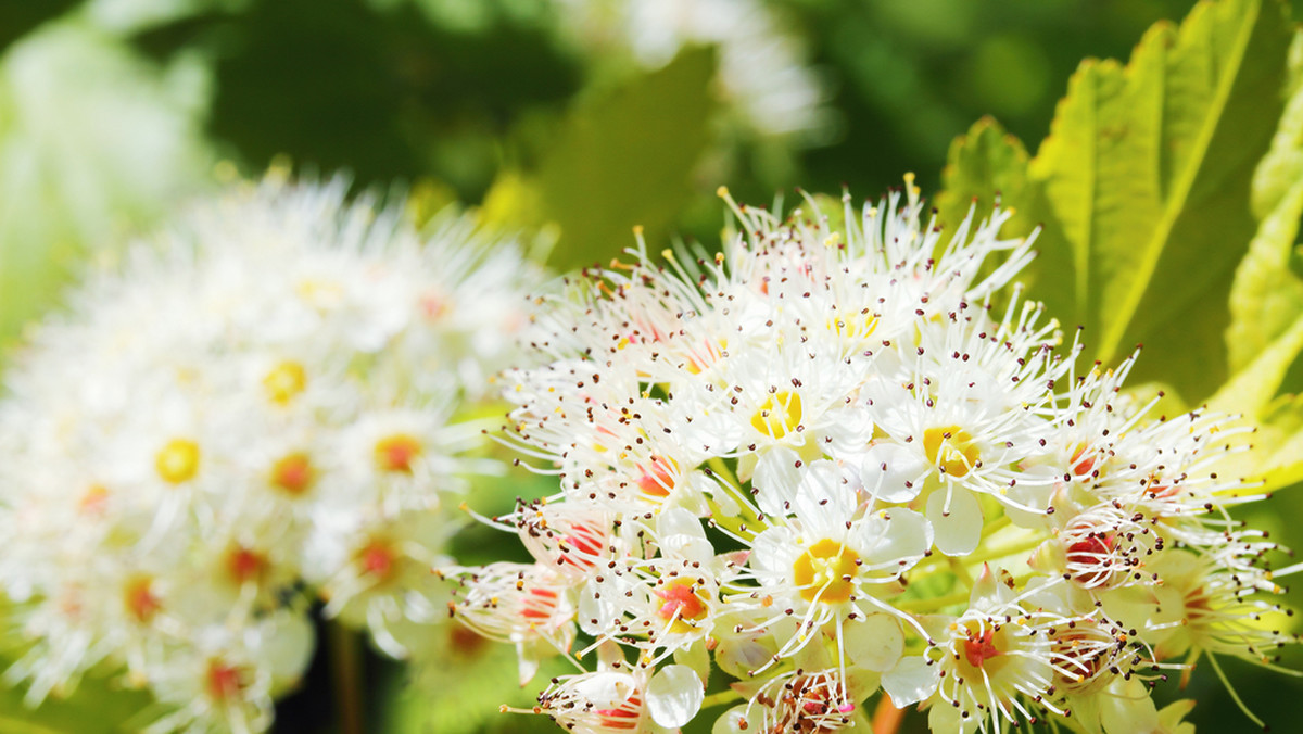 <strong>Pęcherznica kalinolistna</strong> (<em>Physocarpus opulifolius</em>) należy do rodzaju <em>physocarpus</em>, którego nazwa botaniczna pochodzi z połączenia greckich słów <em>physa</em> – pęcherz i <em>karpos</em> – owoc. Ze względu na pokrewieństwo z tawułami krzew ten nazywany bywa <strong>tawułowcem</strong>. 