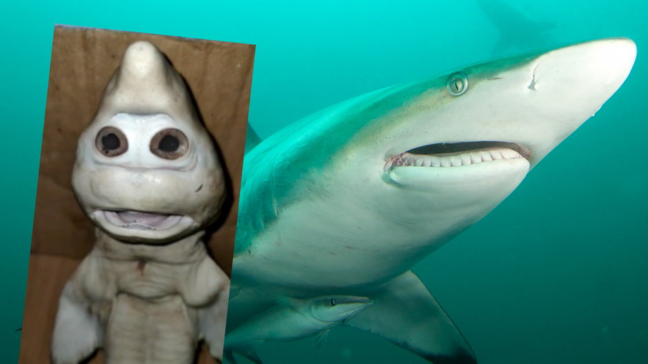 W Indonezji odkryto przerażającego rekina "z ludzką twarzą"