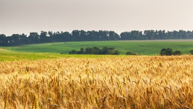 Zboże techniczne z Ukrainy. Ujawniono listę polskich firm