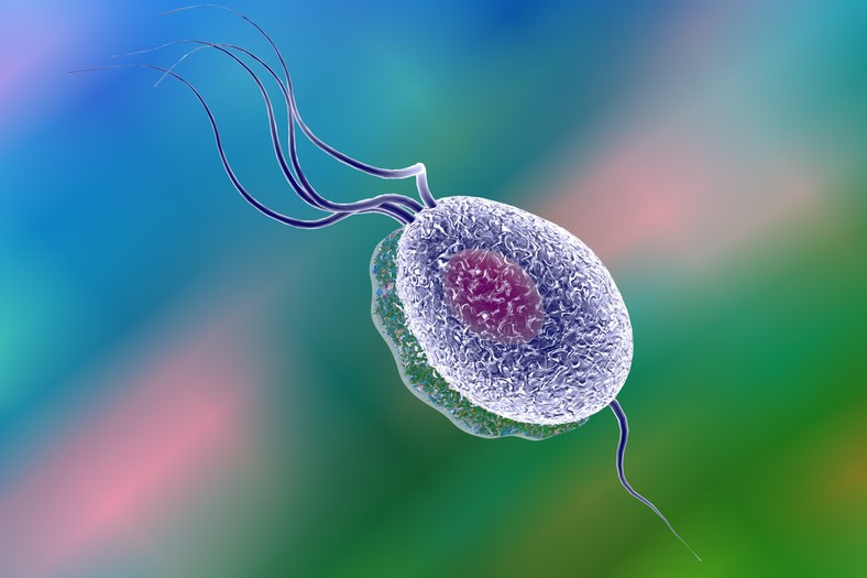 Znalezione obrazy dla zapytania rzesistek pochwowy