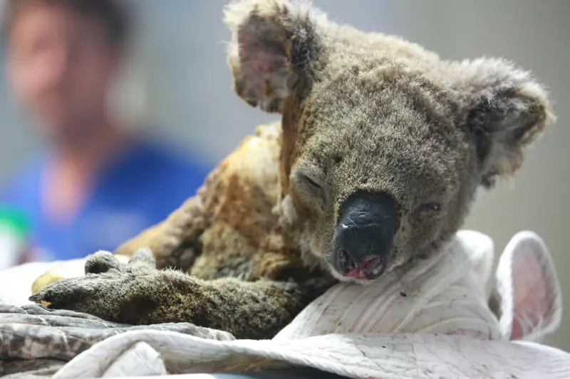 Australijskie pożary są tragedią dla populacji misiów Koala