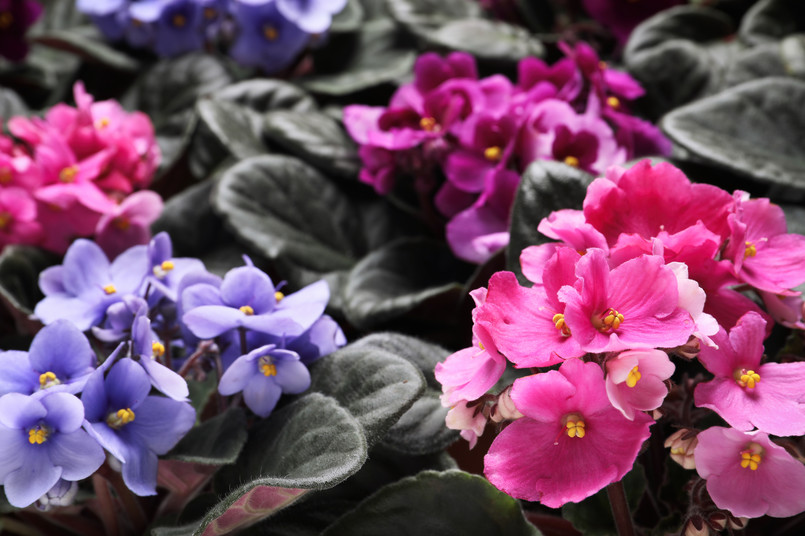 Beautiful,Blooming,Violets,As,Background.,Plants,For,House,Decor