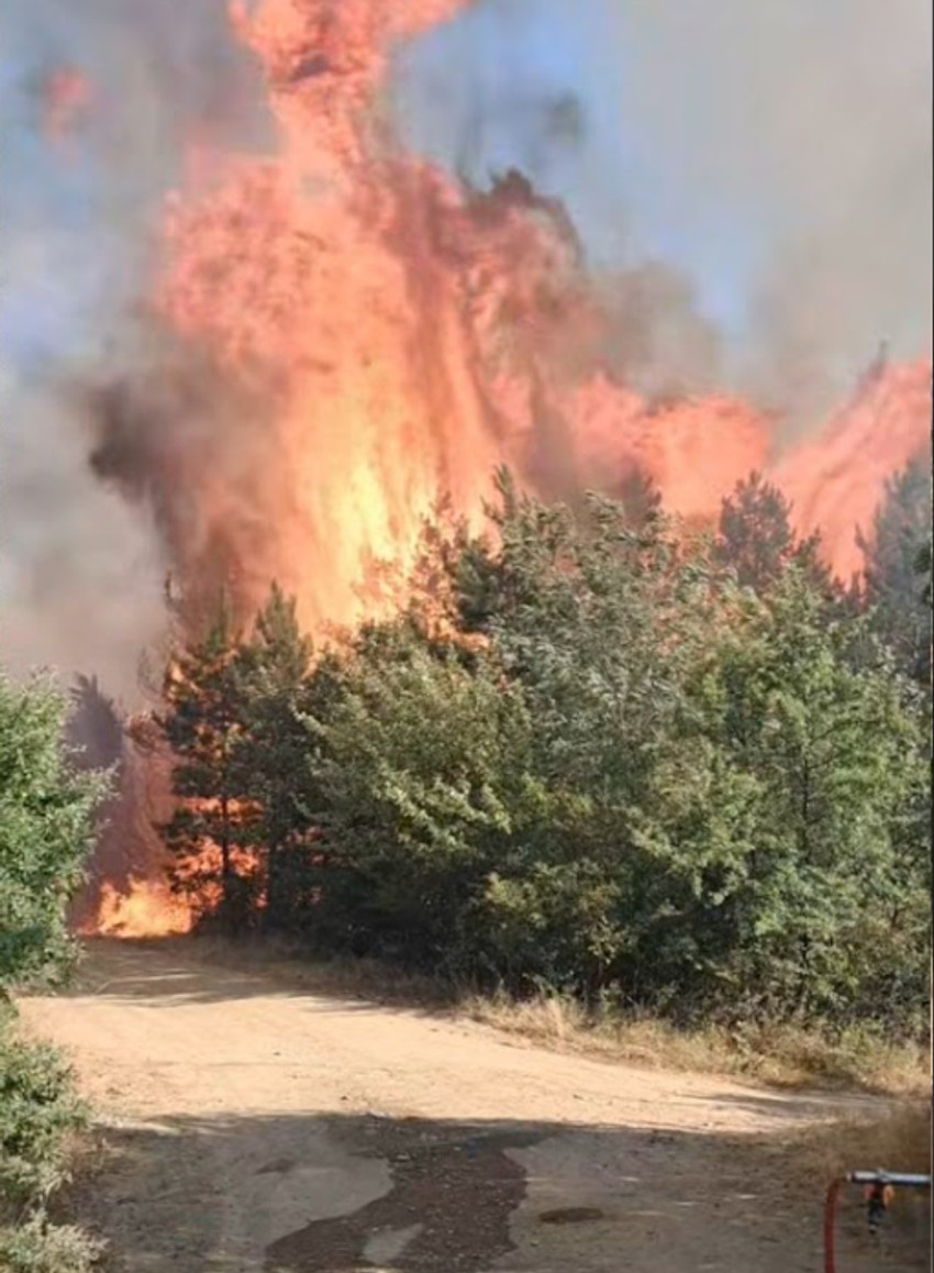 Vatra guta šumu kod Prokuplja