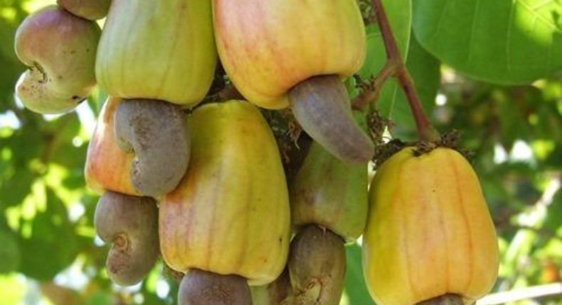 Raw cashew