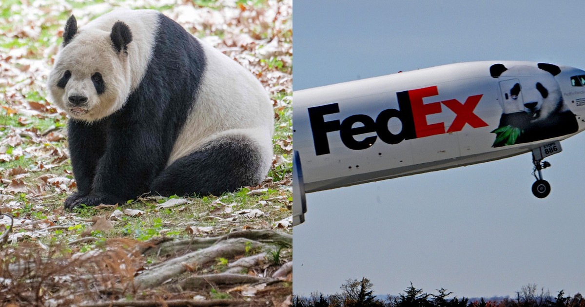 PANDA WATCH: More Pandas might be coming to the US after multiple zoos ...