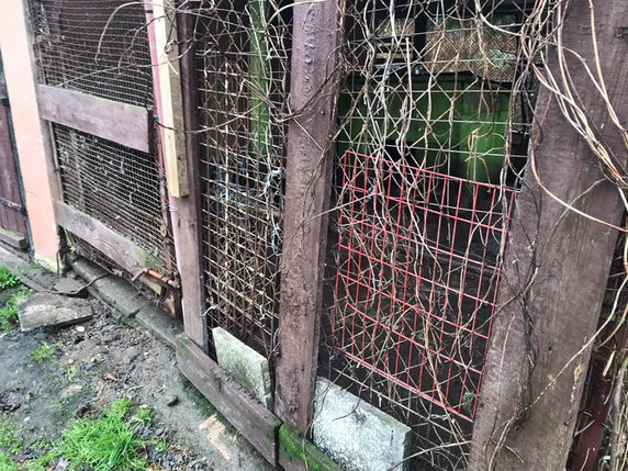 Pies trafił do schroniska w Zielonej Górze. Tam czeka na nowych właścicieli