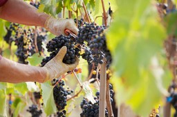 cięcie winogron wiosną. kiedy wykonać przycinanie winogron? jak prawidłowo to zrobić? schemat cięcia winorośli