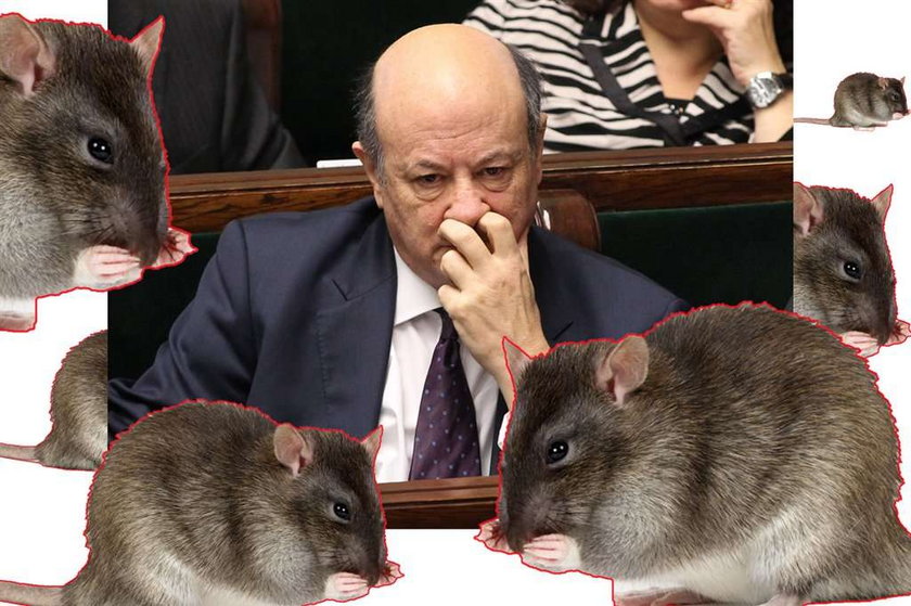 Ministra Rostowskiego otaczają szczury!
