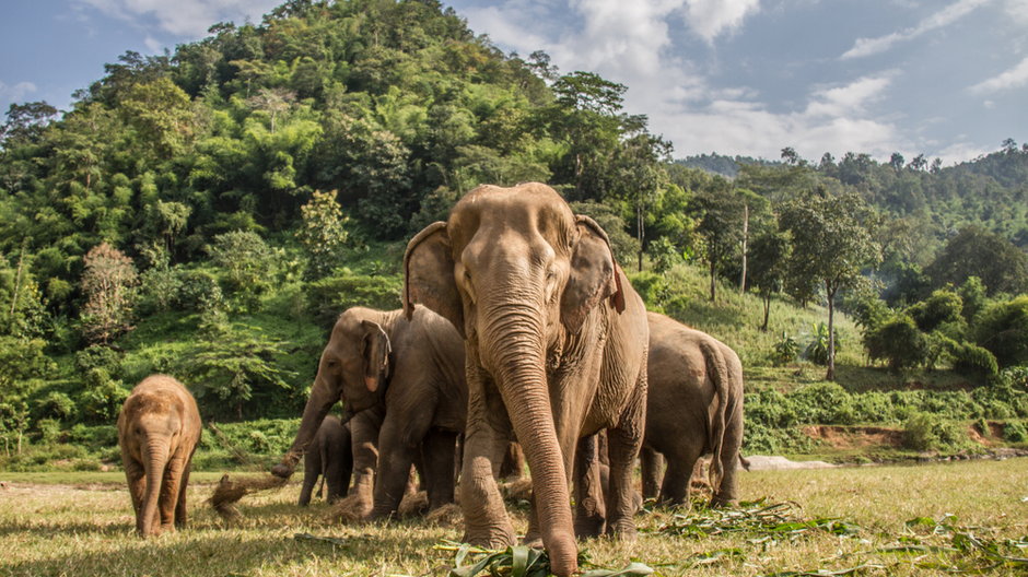 Słonie w Chiang Mai. Tajlandia