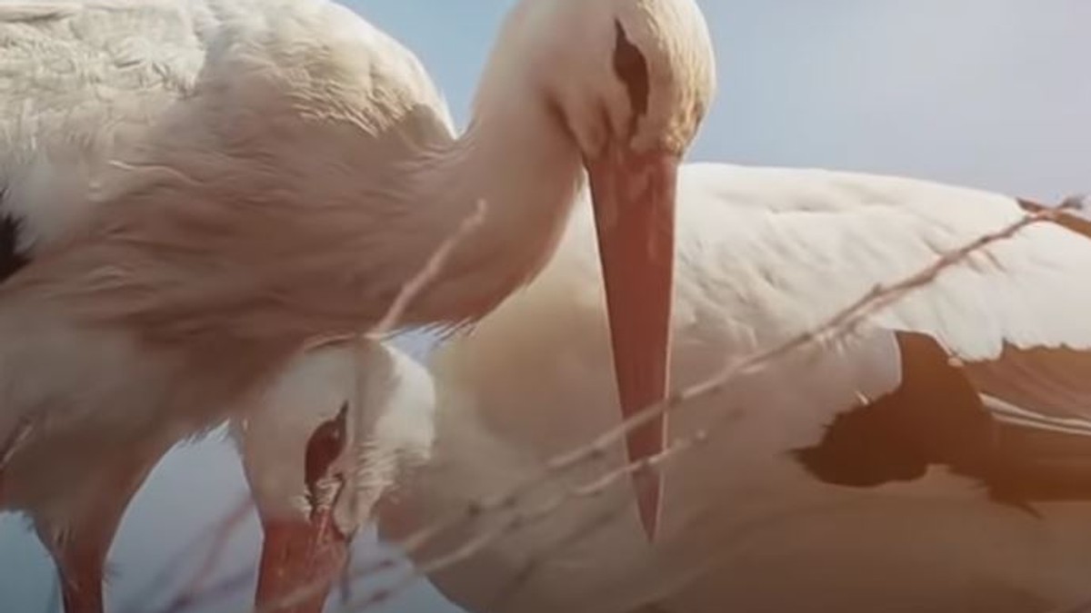 (FOTO) Vratio se Kelepetan i to sa novom partnerkom:Njegovu ljubavnu priču sa Malenom, Hrvatska je pratila 20 godina, a nova izabranica zove se Snajka