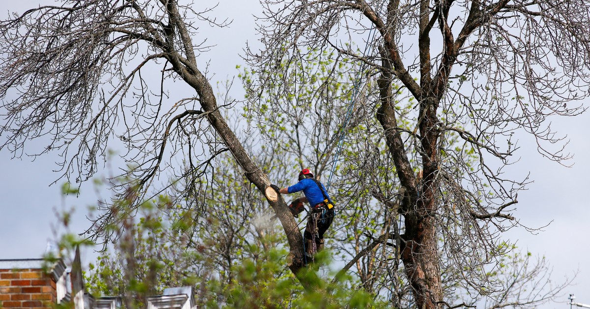 Obcinasz gałęzie? Możesz zapłacić wysoką karę!