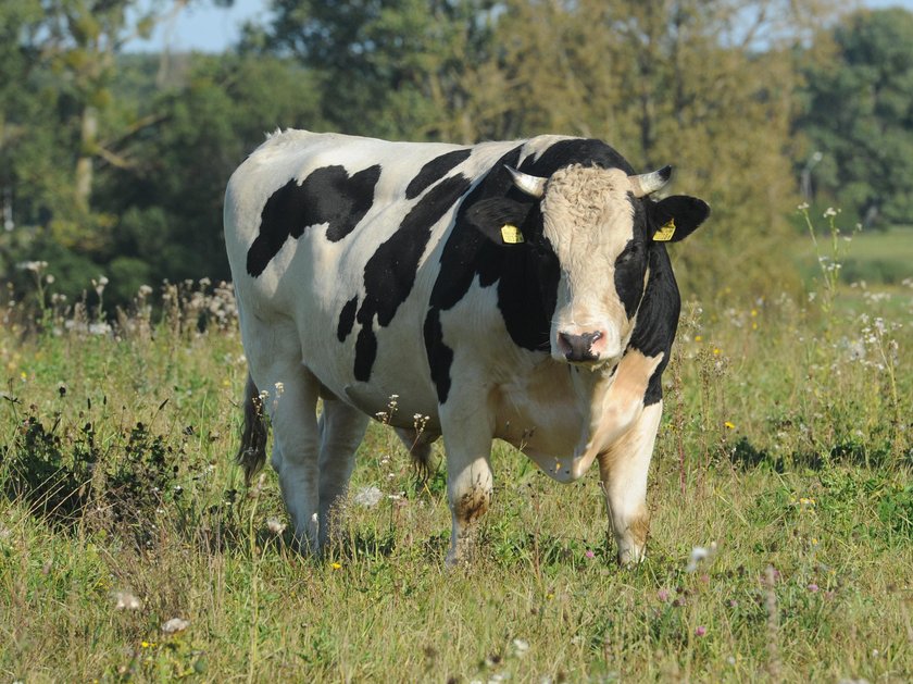 Napastuje mnie byk sąsiada