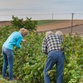 Polacy nie chcą pracy tymczasowej. Sytuację ratują Ukraińcy

